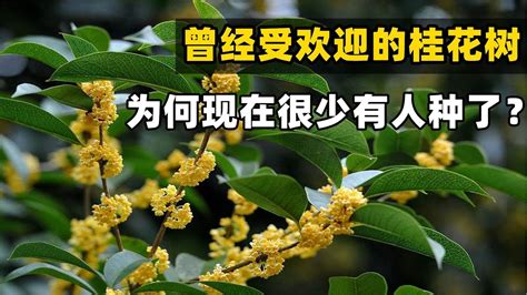 門口種桂花|桂花樹的風水禁忌，家裡為什麼不能種桂花